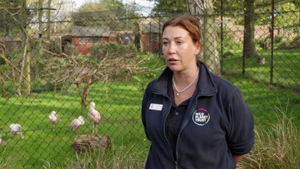 Wild Planet Trust's Head of Living Collections Lisa Britain talks about Newquay Zoo's future