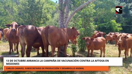 13 DE OCTUBRE ARRANCA LA CAMPAÑA DE VACUNACIÓN CONTRA LA AFTOSA EN MISIOMES