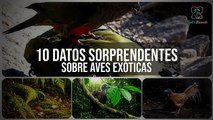 10 Datos Asombrosos Sobre Aves Exóticas