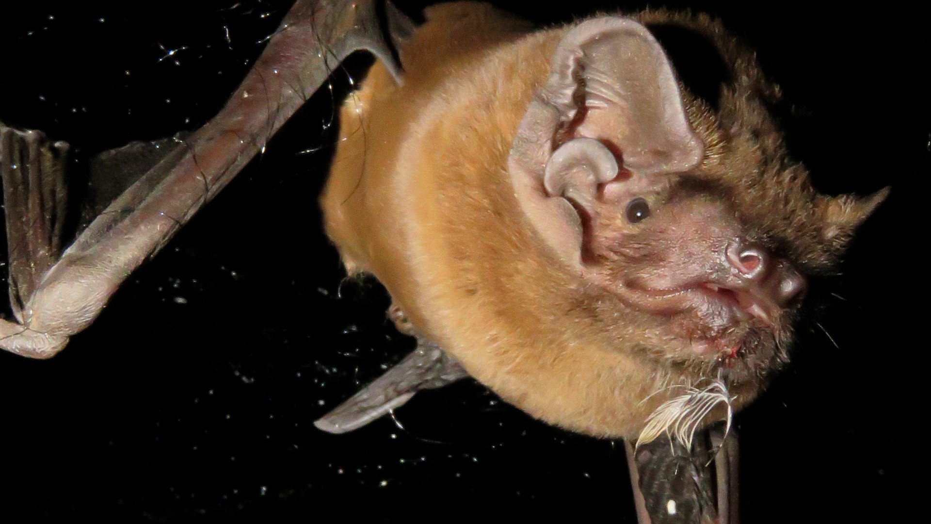 Graban por primera vez a un murciélago engullendo a un pájaro en pleno vuelo nocturno en Doñana