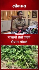 रावेर तालुक्यात गांजाची शेती, पोलिसांनी केली उद्ध्वस्त...