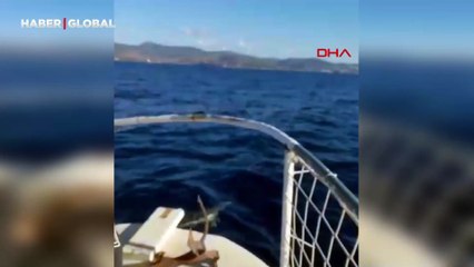 Yunusların balıkçı teknesiyle eğlenceli anları: O anlar kamerada