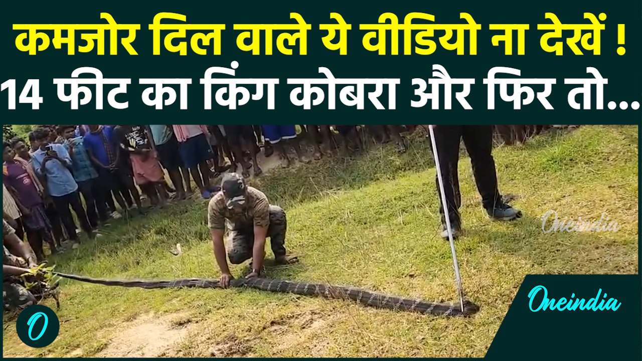 King Cobra Rescue Video: 14 फीट का खौफनाक किंग कोबरा, रेस्क्यू करने वालों के छूटे पसीने | वनइंडिया