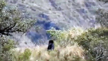 Mientras revisaba su ganado en una zona rural de Chuquisaca, un poblador logró captar algo extraordinario