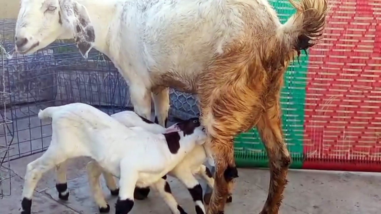 Desi Polled Goat for sale+Spotted Kids
