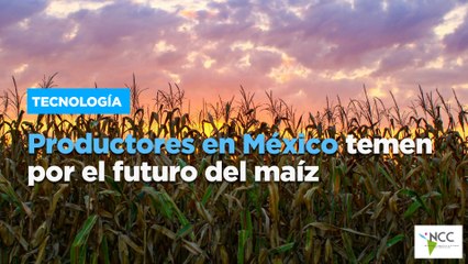 Productores en México temen por el futuro del maíz