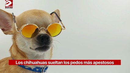 Los chihuahuas sueltan los pedos más apestosos