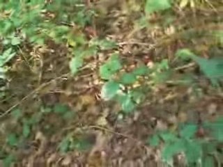 2 disparus, une nouvelle affaire  Blair Witch ?