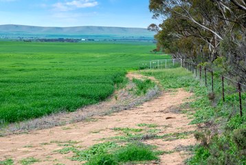 Large Port Broughton cropping paddock taken to auction.