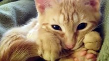 1 Minute Compilation of Cute & Funny Cats!