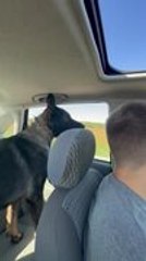 Dog Mimics Eating Gesture In Car