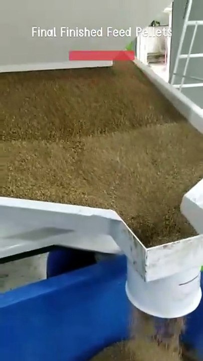 Final Finished Feed Pellets Production Process Showcase