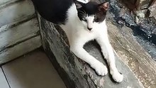 This pregnant stray cat only has one eye