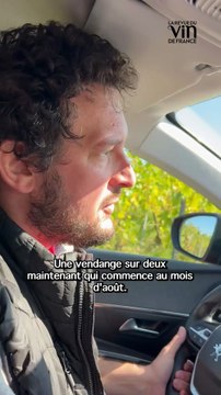 Champagne Bollinger : en quoi l'évolution du climat impacte les vignes champenoises