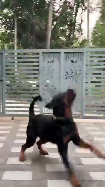 DOG Funny videos