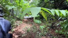 Improving Plantation Road Quality with a D6R XL Bulldozer