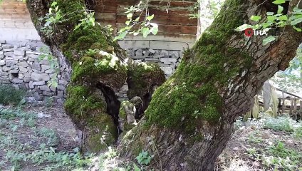 Sosyal medyada gören geliyor: Ağacın içinde net insan figürü