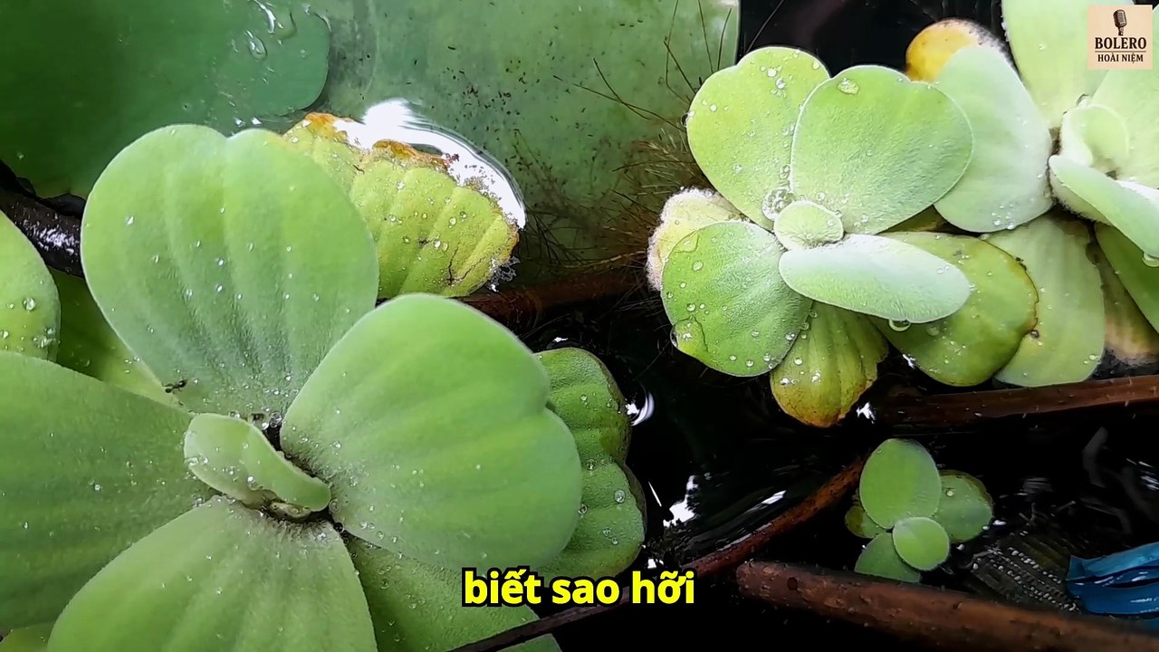 HỒN BÈO LẠC GIÓ | Nhạc Vàng Bolero Mới Nhất – Ca Khúc Trữ Tình Nghe Là Thấm | Bolero Hoài Niệm