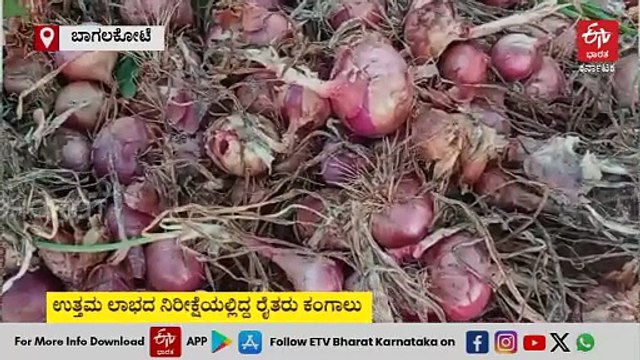 ಬಾಗಲಕೋಟೆ: ಮಳೆಗೆ ಈರುಳ್ಳಿ ಬೆಳೆ ಹಾನಿ, ದರ ಕುಸಿತ; ರೈತರು ಕಂಗಾಲು