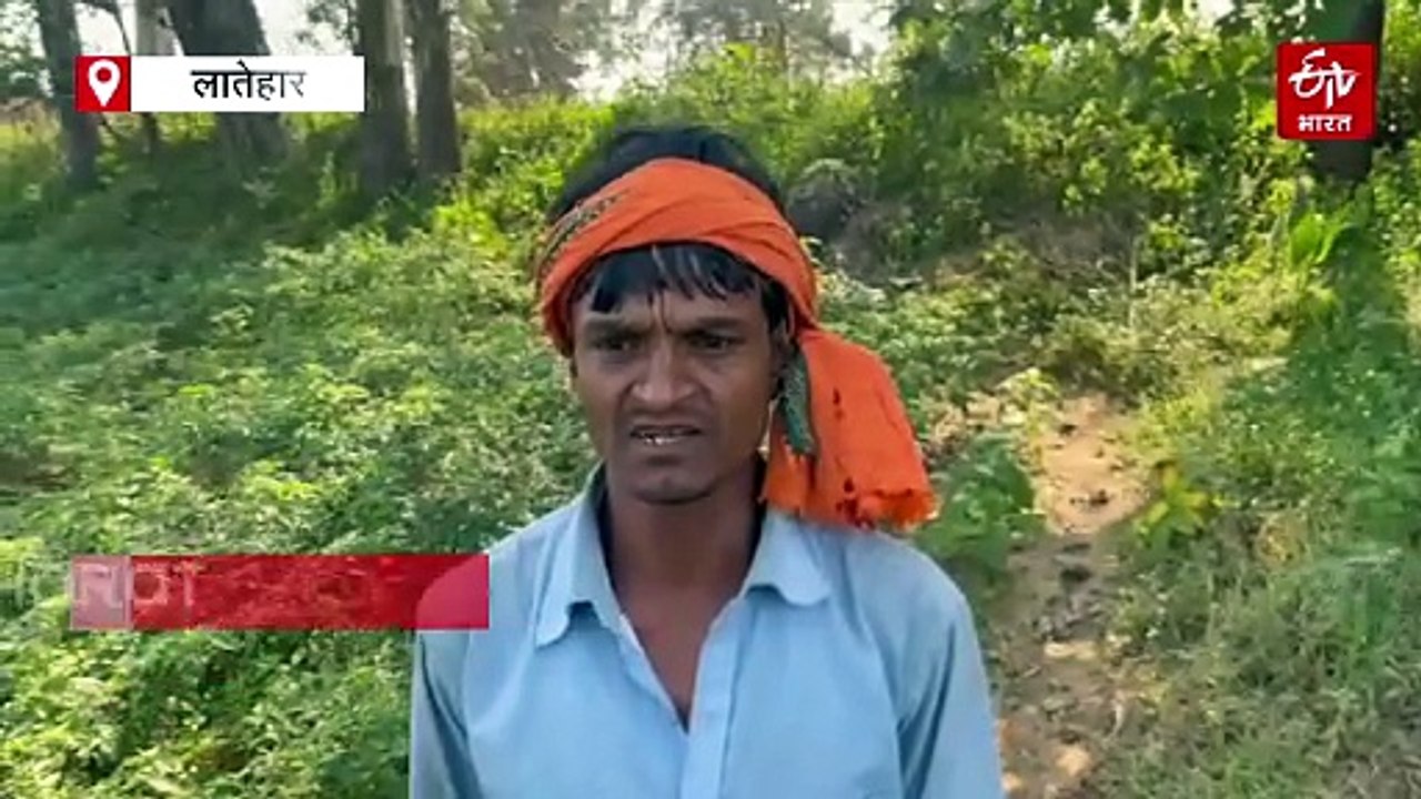 लातेहार में जंगली हाथियों का उत्पात, खेतों में...