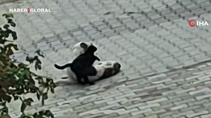 Sokak kedisi ve köpeğin birbirine olan sevgisi viral oldu