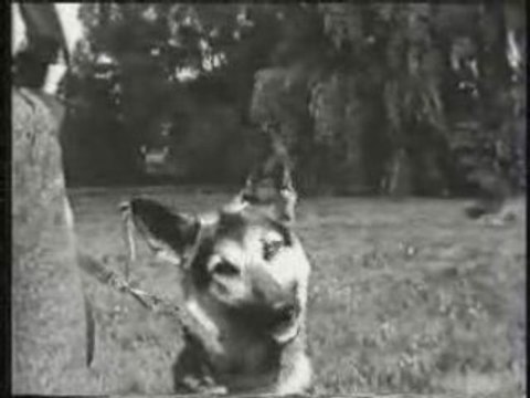 Dressage chiens Allemagne 1936