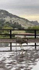 Little Deer Plays in Puddle After Heavy Rainfall