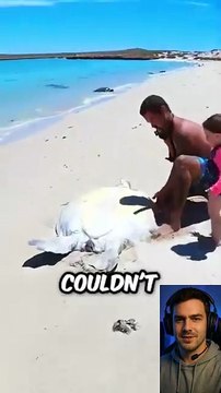 Dad Saves a Giant Turtle — And Teaches His Daughter a Beautiful Lesson 🐢❤️