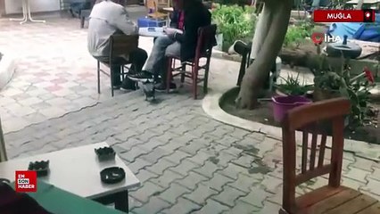 Muğla’da kahve bağımlısı karga: Gündüz kahvede, gece kafeste