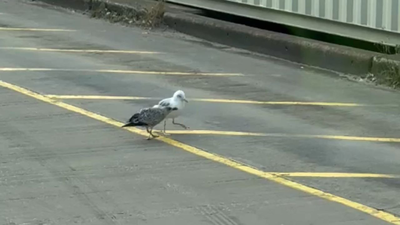 Young seagull refuses to let grown seagull escape with food