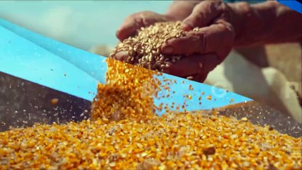 Hora H do Agro: Exportação de soja bate recorde anual