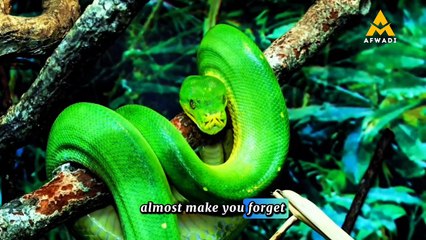 Beautiful But Deadly The Green Tree Python Story