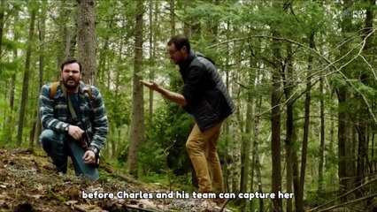 Lion and Wolf Saved the Girl's Life  The Wolf and the Lion  Plot Pulse