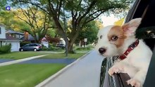 If Your Dog Does THIS, They’re Truly Bonded to You _ Dog Body Language Explained