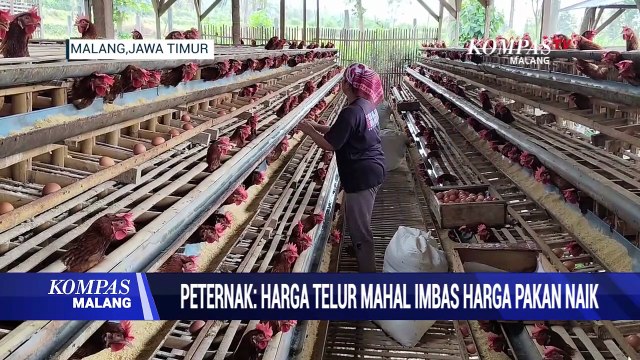Peternak Sebut Harga Telur Mahal Imbas Kenaikan Harga Pakan