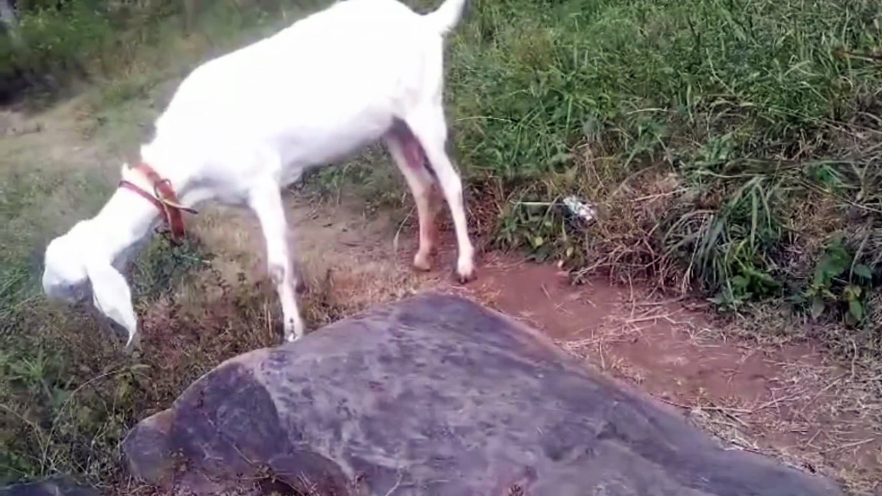 Three-Mth Pregnant Rajanpuri Goat (Pure Breed) for Sale