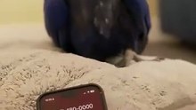This Parrot Talks with an AI 😳 #shorts #Parrot