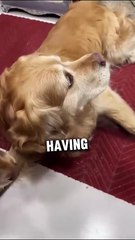 Cat comforts dog having a seizure attack 😢❤️ #shorts