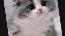 You Won’t Believe This Munchkin Kitten Can Dance! 😹🎵