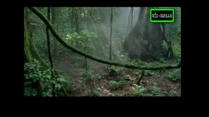 África Salvaje: Selva - Documental (2001) Español Latino - Episodio 5