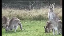 Kangaroo diaries only in Australia