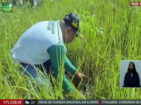 Aragua | Brigadas Ambientales plantaron mil 500 árboles impulsando la transformación ecológica