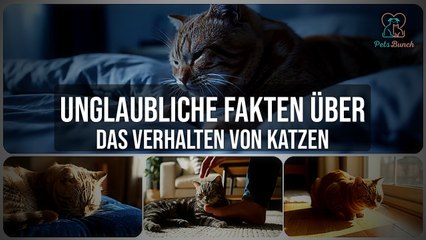 Unglaubliche Fakten über Katzenverhalten