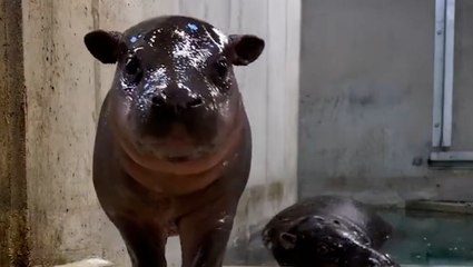 Hugo the feisty baby pygmy hippo chases bubbles and mom in adorable viral clips