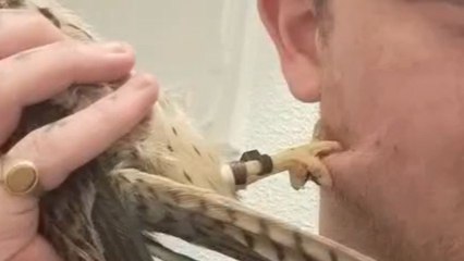 Man tries to tame a kestrel but gets clawed in the cheeks
