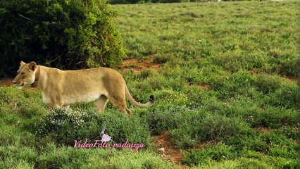 Kaip tai atsitiko...