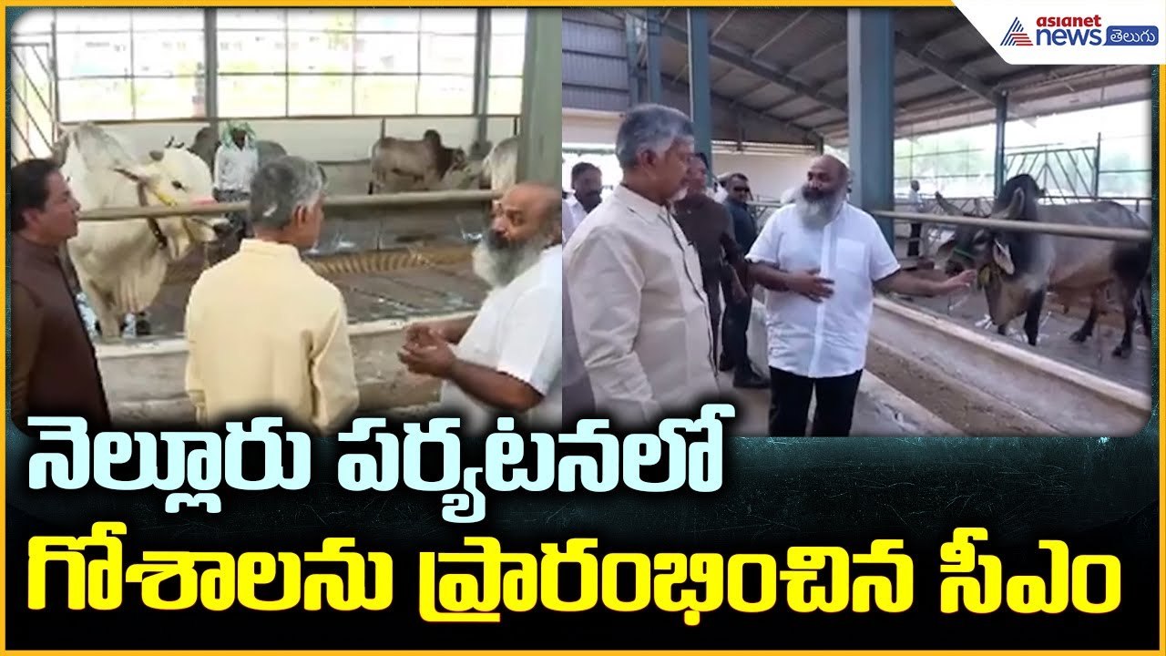 CM Chandrababu Naidu Nelloor Tour: నెల్లూరు పర్యటనలో గోశాలను ప్రారంభించిన సీఎం| Asianet News Telugu