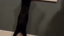 cats :D