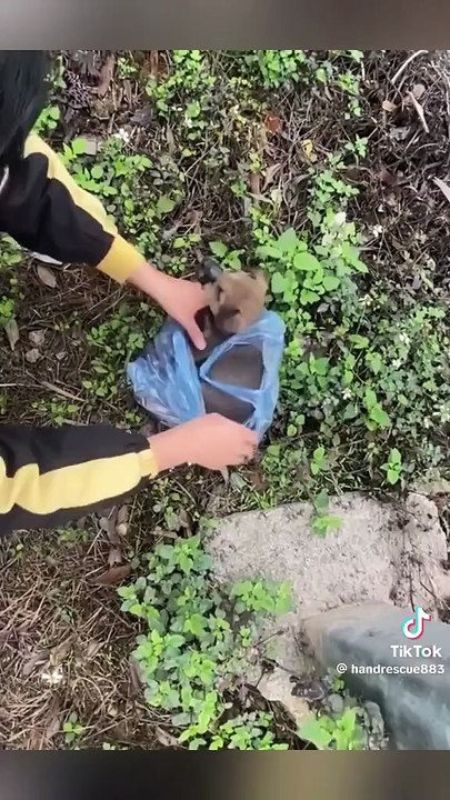 İnsanlıktan nasibini almamış vicdansız! Yavru köpeği poşete koyup otoyola atan kişi adeta kanun ve vicdan sınırlarını aştı