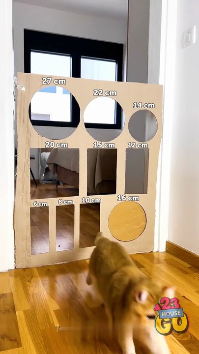 Cat Parkour FAILS… or Wins? 🐾🤣 Who else loves prank fails? 🙋 Cats included!